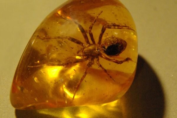 Water inside a 99 million year old amber: What can you see under a microscope? 2