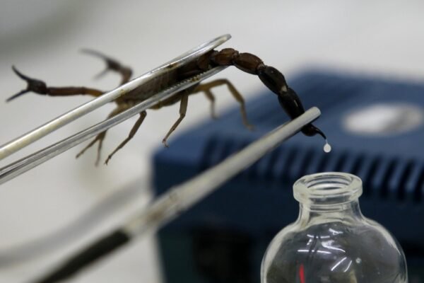 Why is scorpion venom known as the most expensive liquid in the world? 2